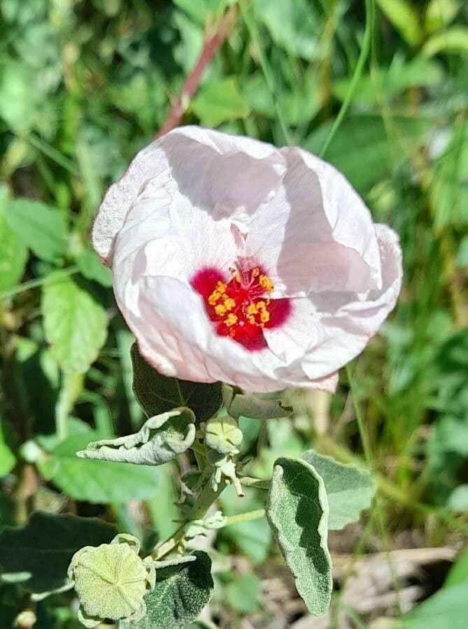 Pavonia