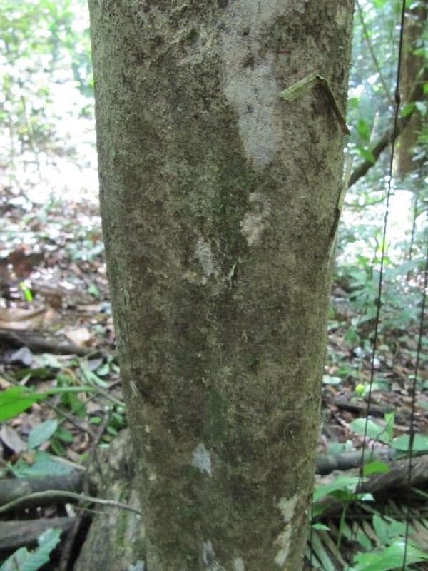 Casearia pitumba 10
