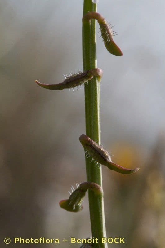 Löffelkohl 22