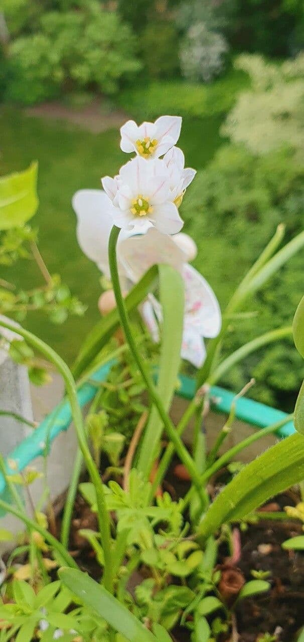Nothoscordum 10