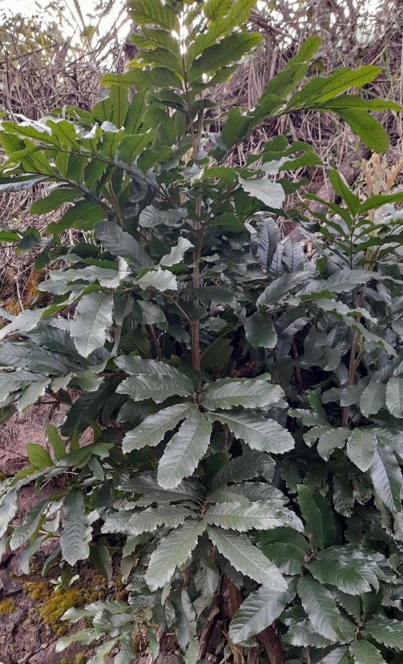 Cupania 9