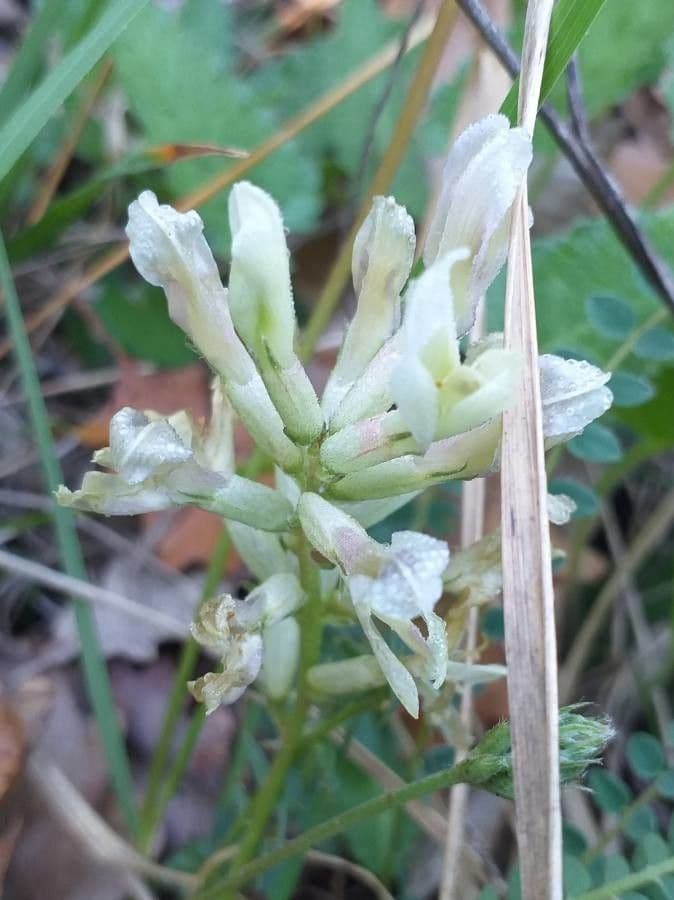 Astragalus hamosus 6