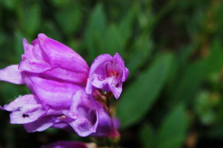 Penstemon 2