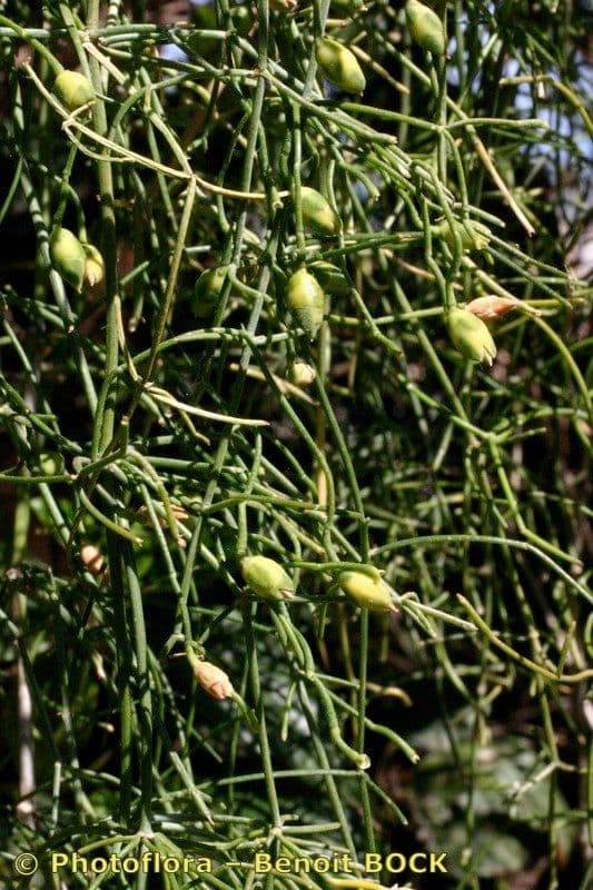 Efedra 2