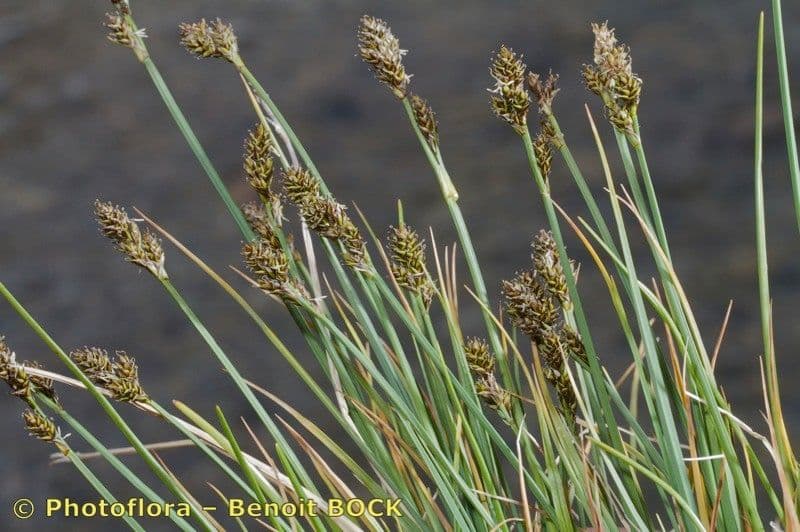 Carex di Lachenal 11