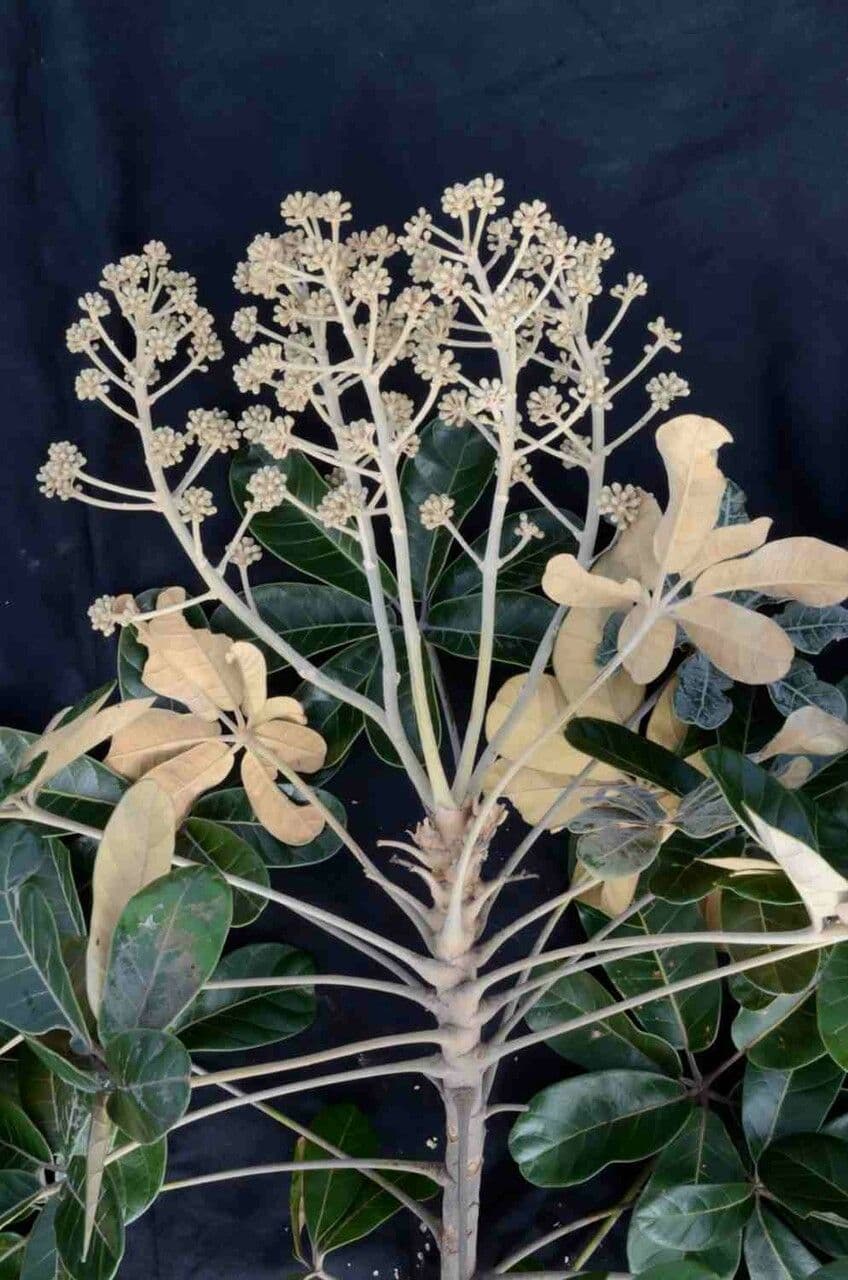 Didymopanax macrocarpus 6