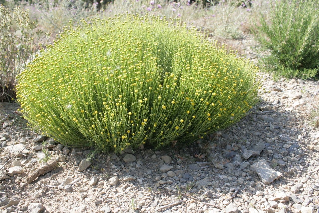 Santolina kosmata 10