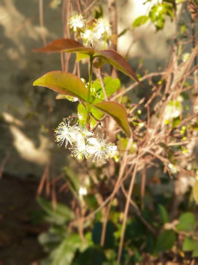 Ciliegio del Brasile 8