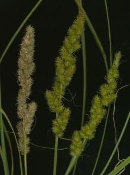 Carex vulpinoidea 6