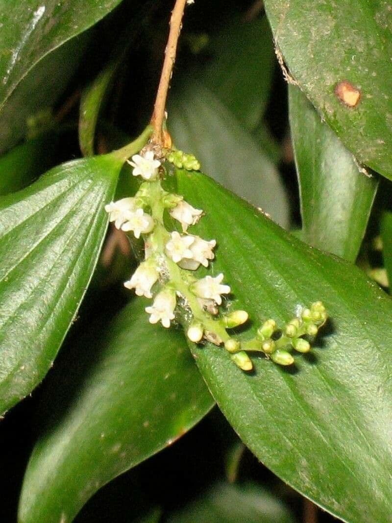 Lorbeerblättrige Trochocarpa 2