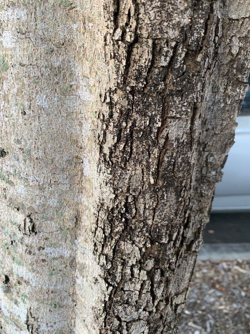 Harpullia pendula 13