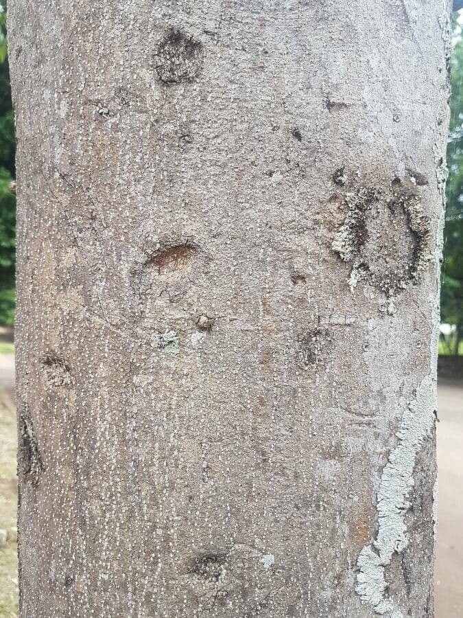 Balfourodendron 13