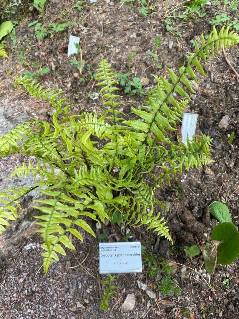 Dryopteris