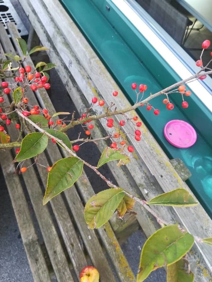 Photinia villosa 17
