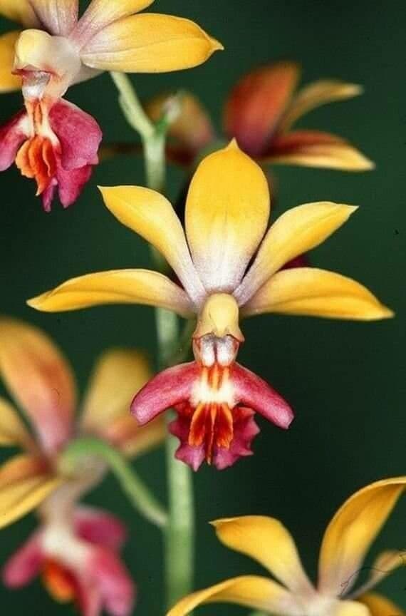 Dendrobium 9