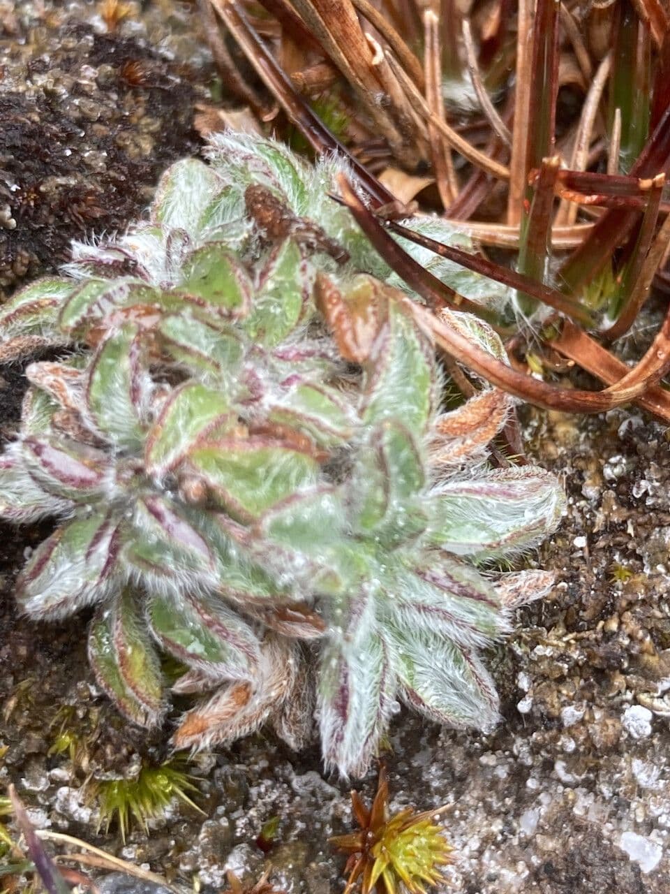 Erigeron 16