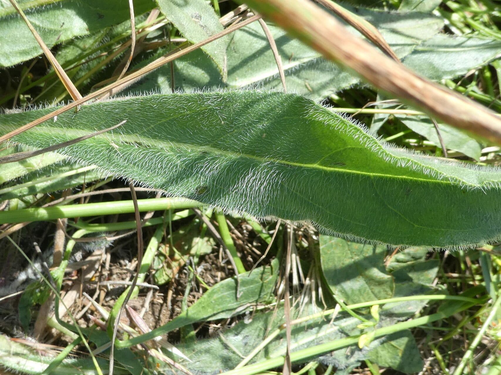 Buglossoide ondulata 17