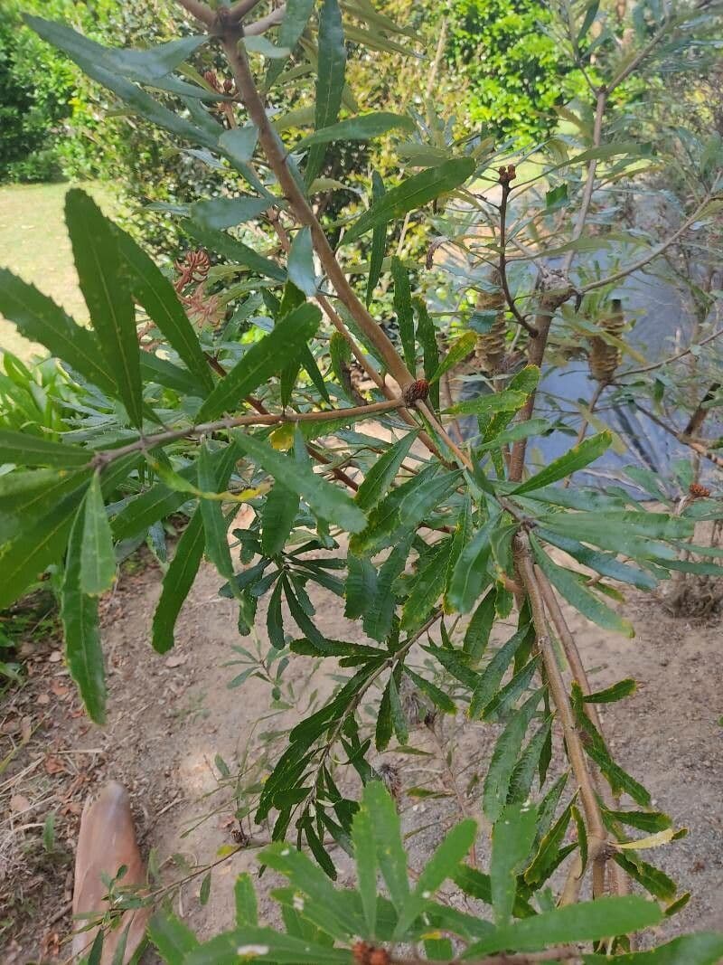 Banksia 13