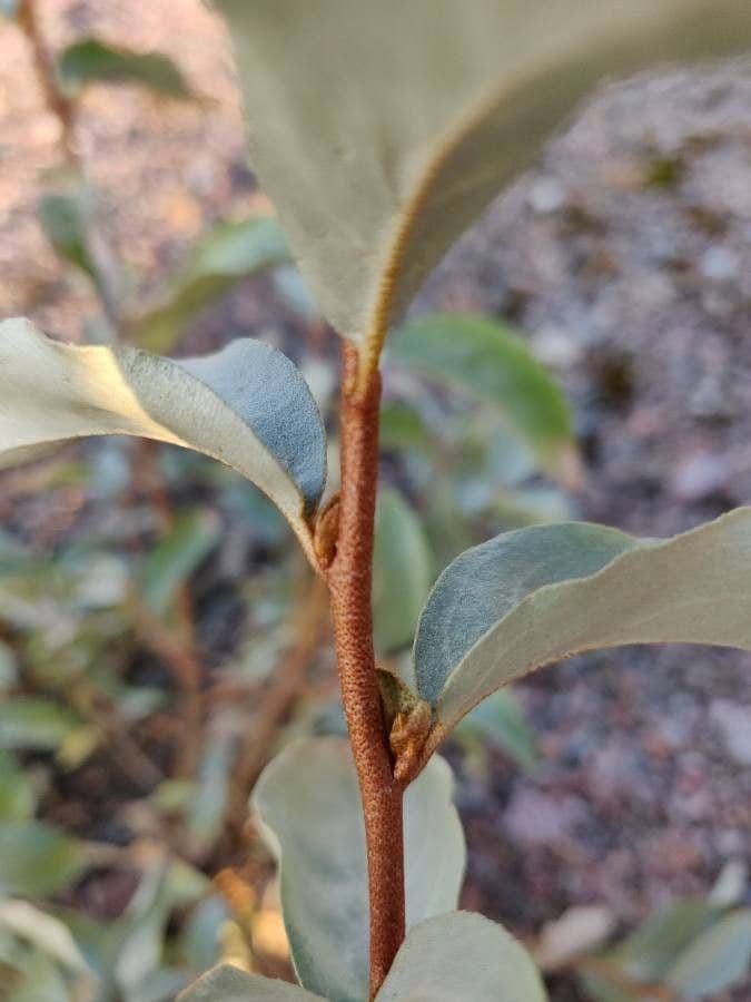 Hlošina stříbrná 22