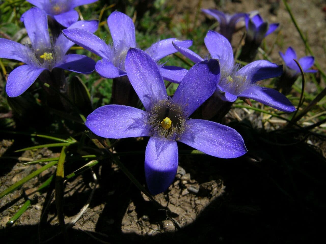 Cyananthus incanus 3