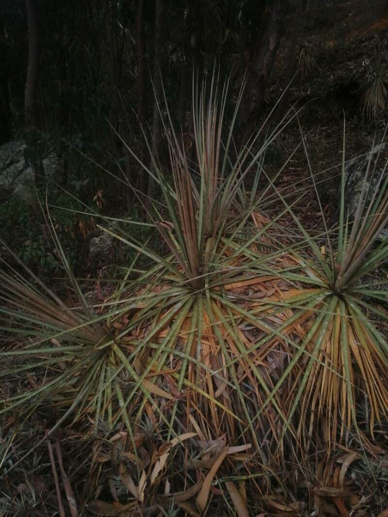 Yucca glauca 16