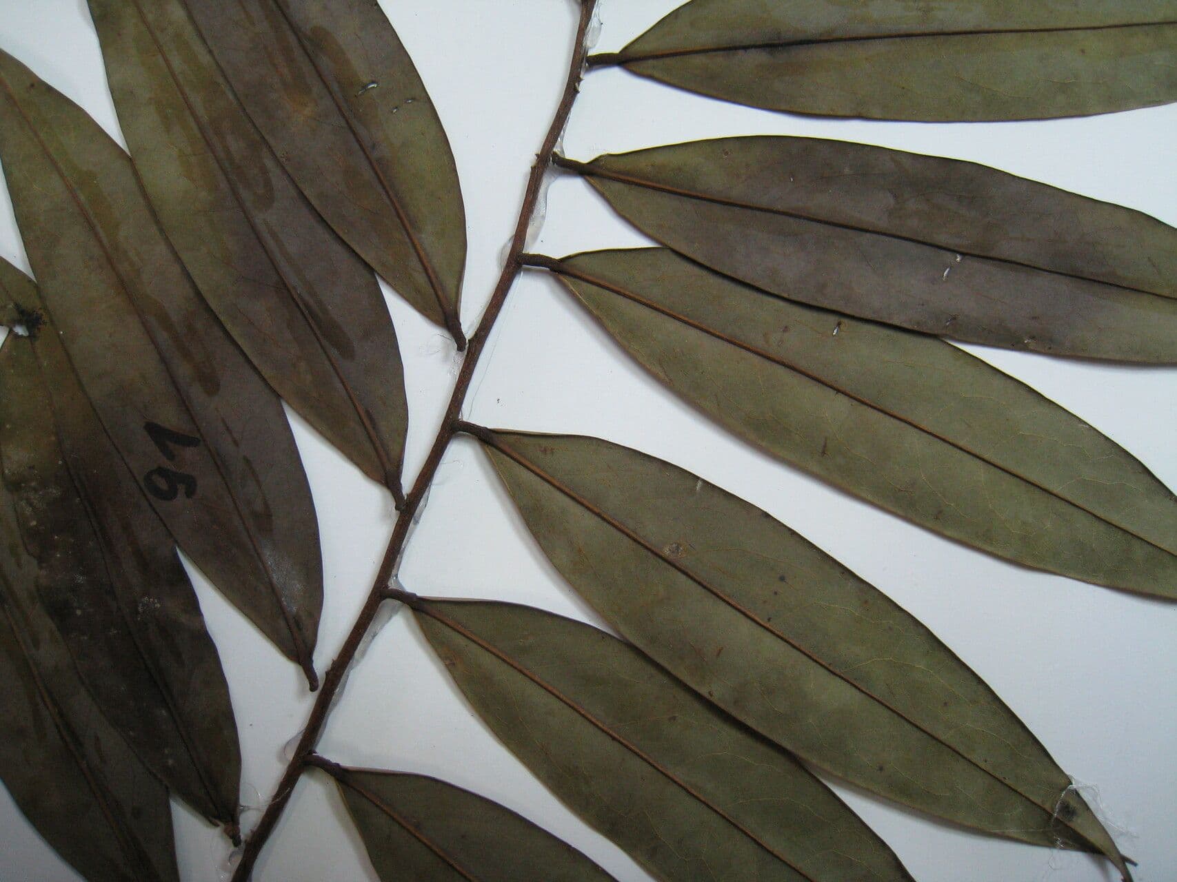 Xylopia di Cayenna 2