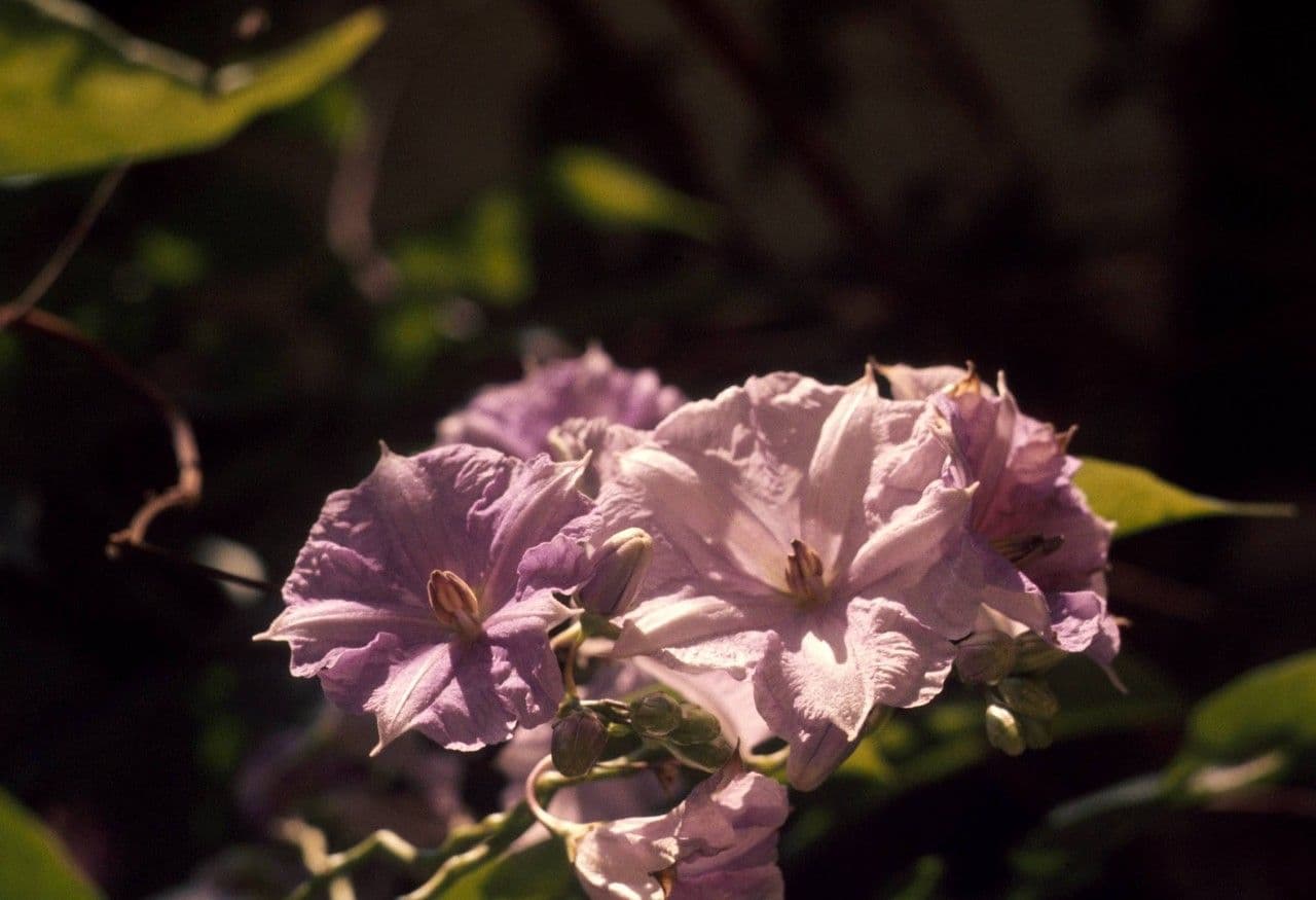 Solanum 7