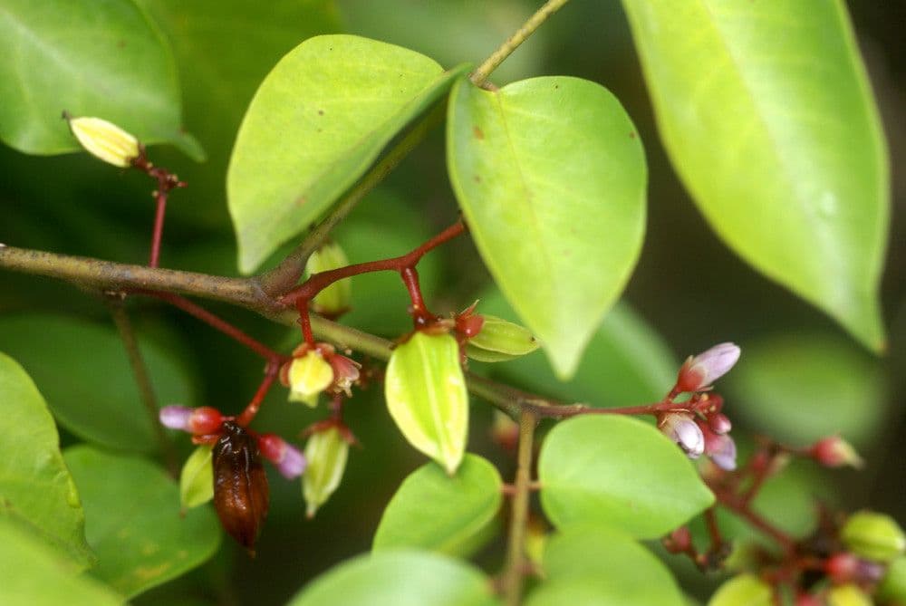 Karambole 26