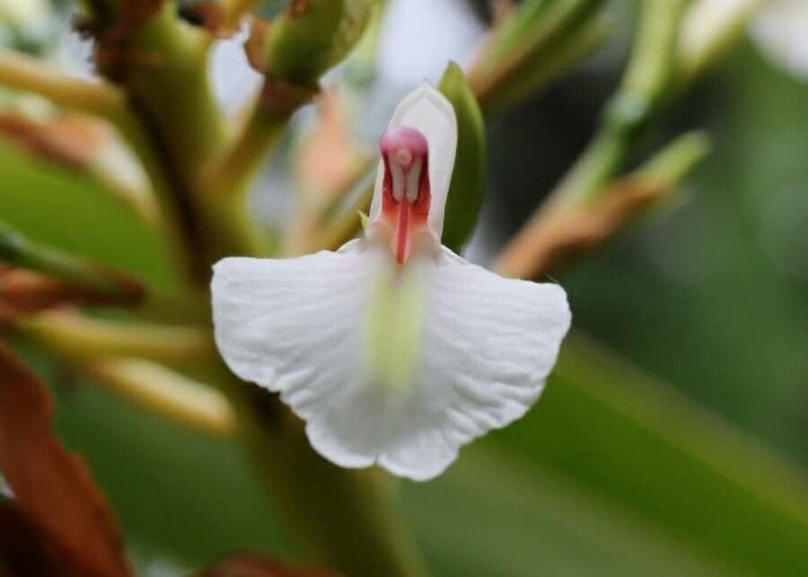 Alpinia blu 5