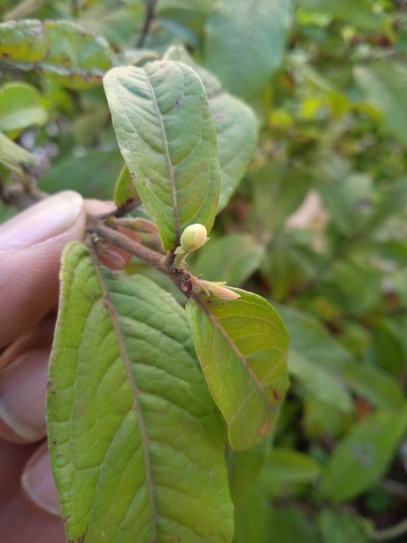 Eugenia 13