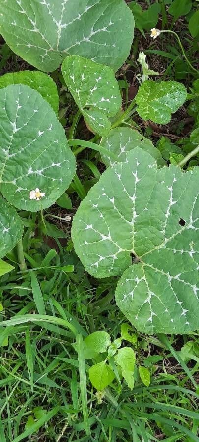 Zucca moscata 16