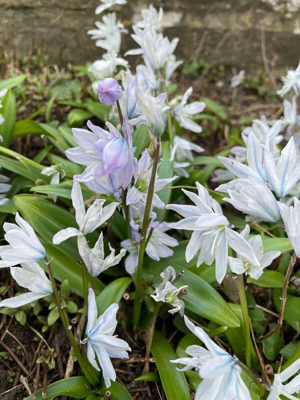 Scilla 8