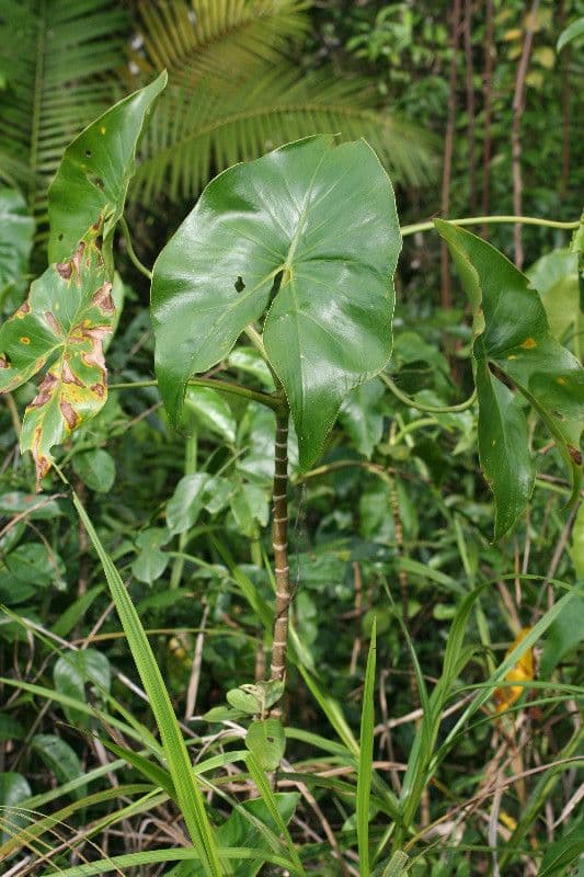 Montrichardia 4