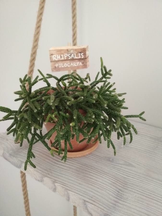 Rhipsalis 25