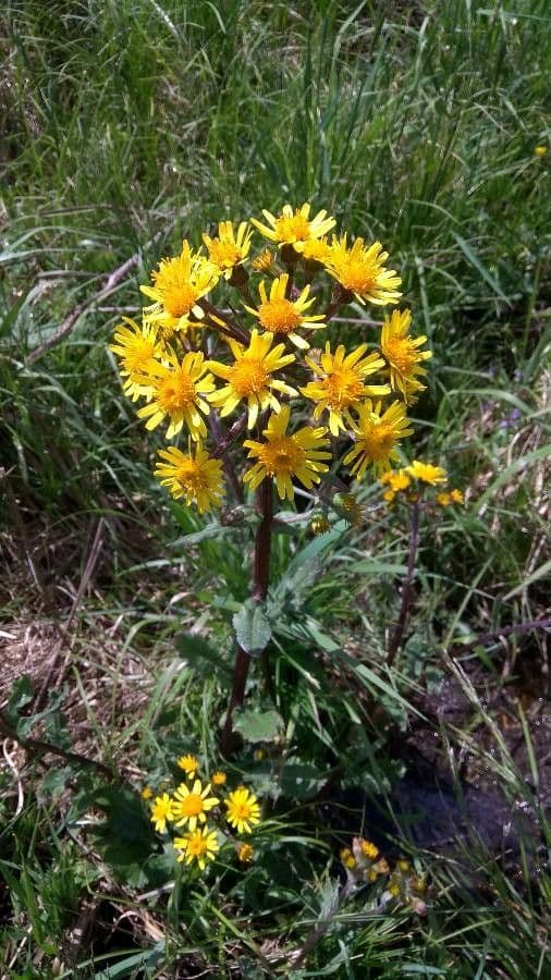 Tephroseris helenitis 8