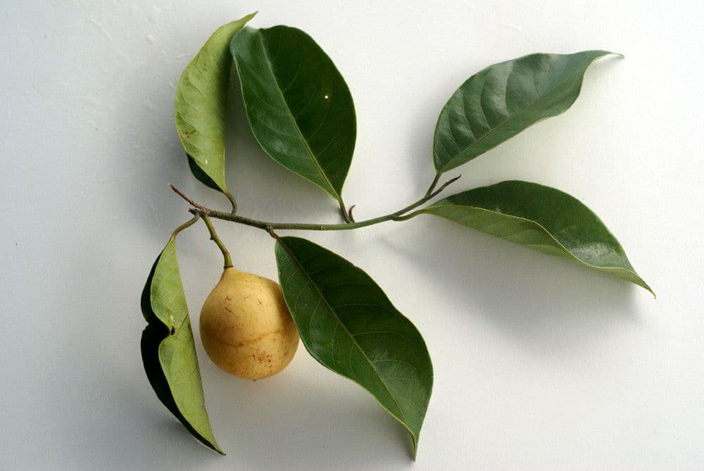 Noce moscata 25