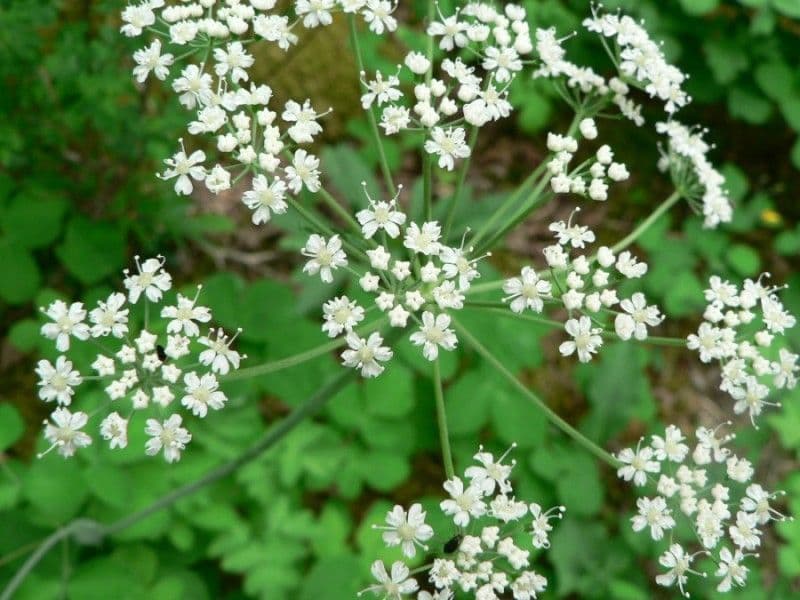 Thapsia Nestlerova 10