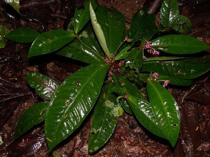 Hymenandra 9