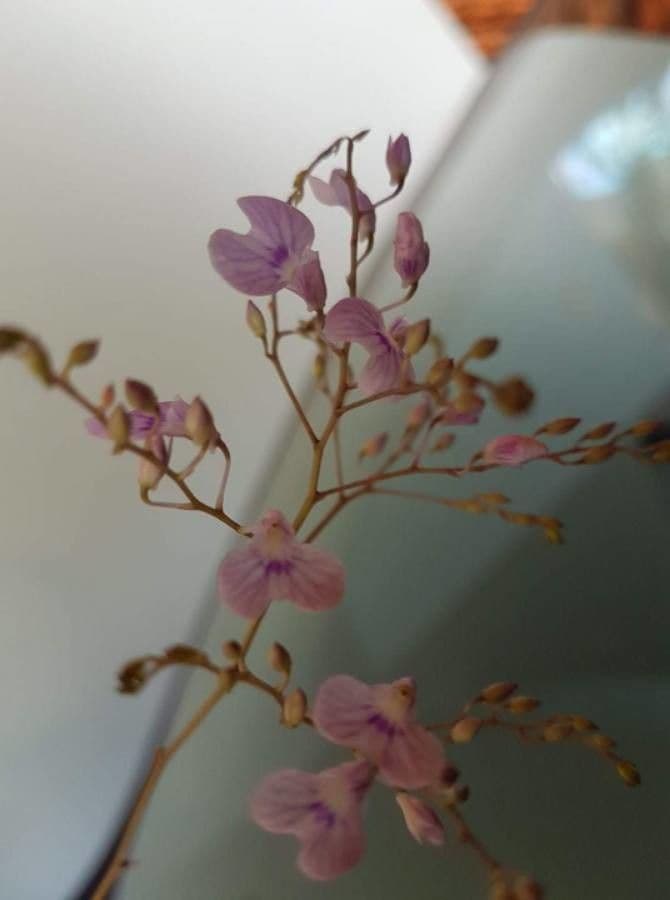 Ionopsis 3