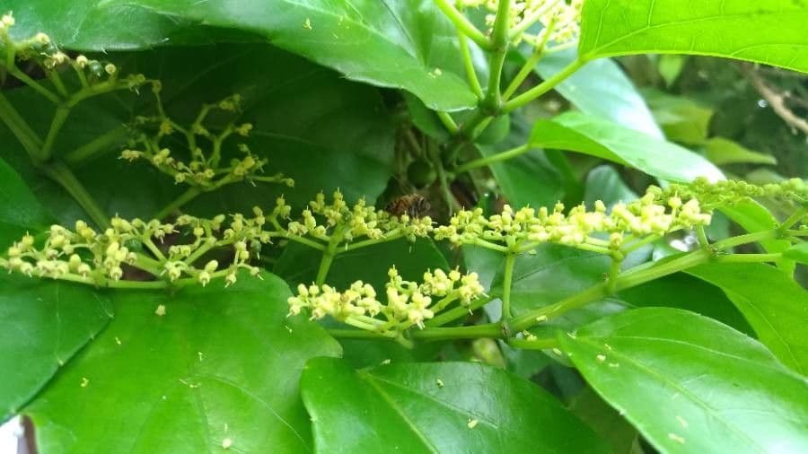 Colubrina 7