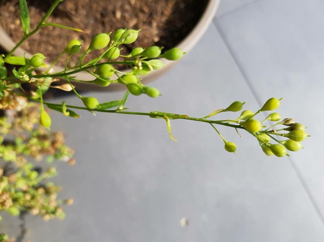 Camelina 7