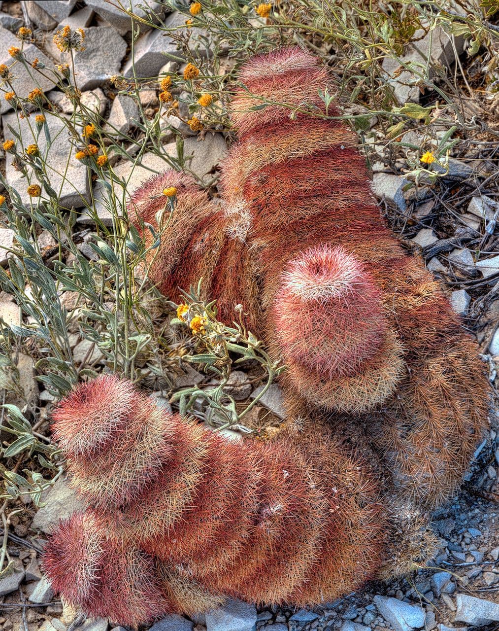 Echinocereus 8