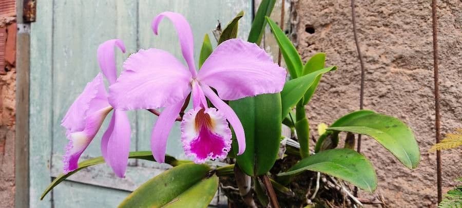 Orchidea 4