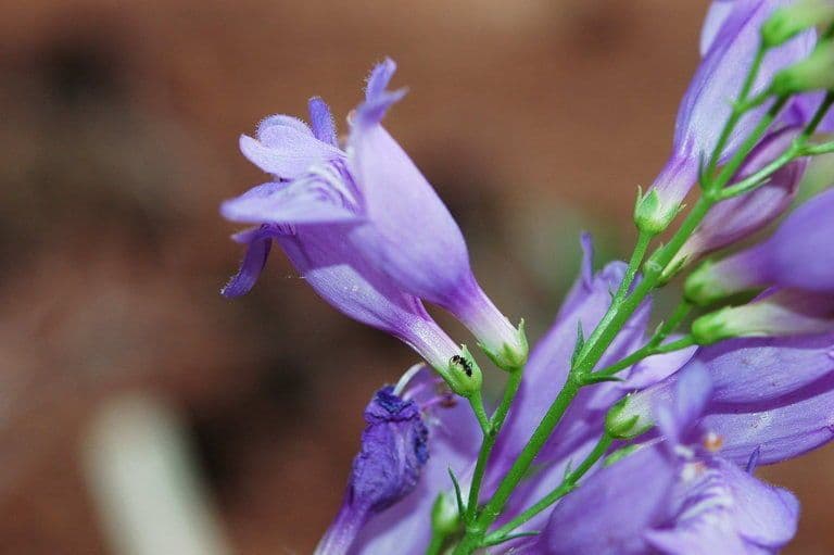 Penstemon