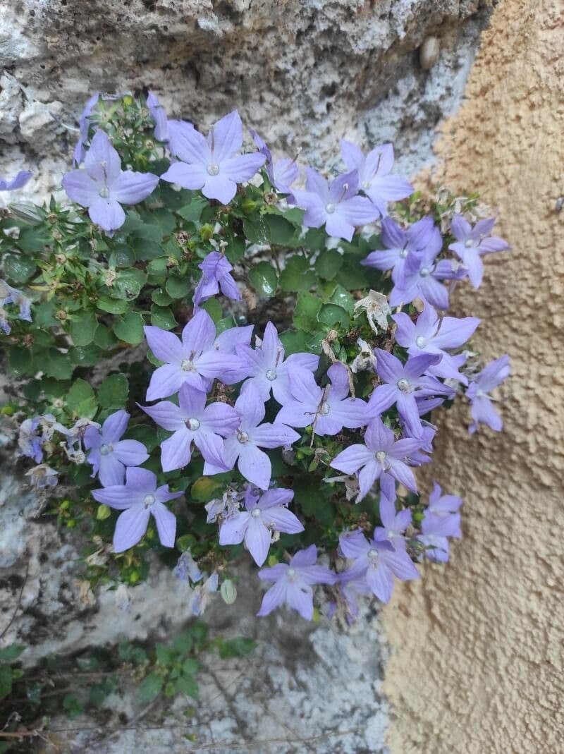 Campanula 4