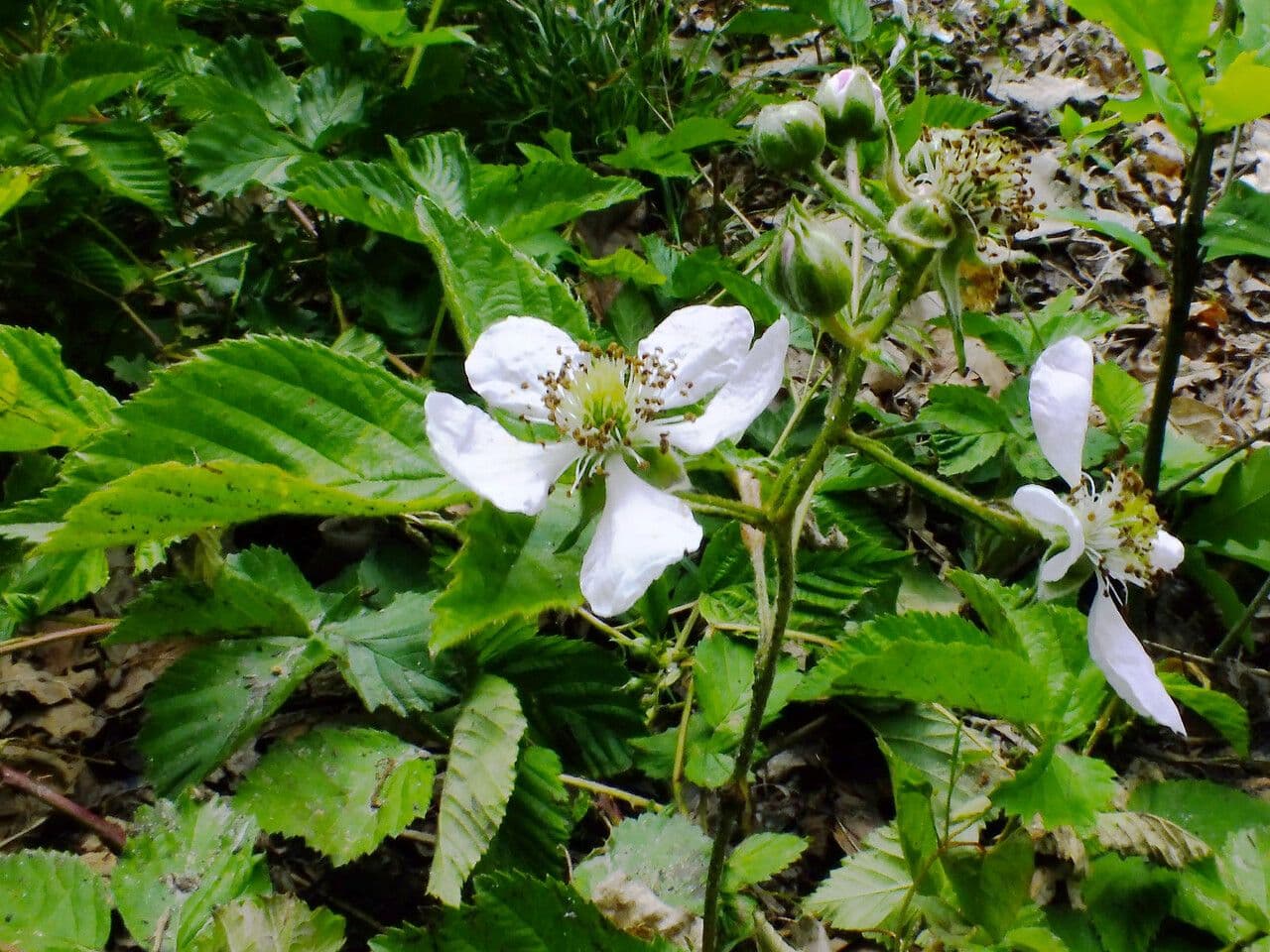 Rote Brombeere 6