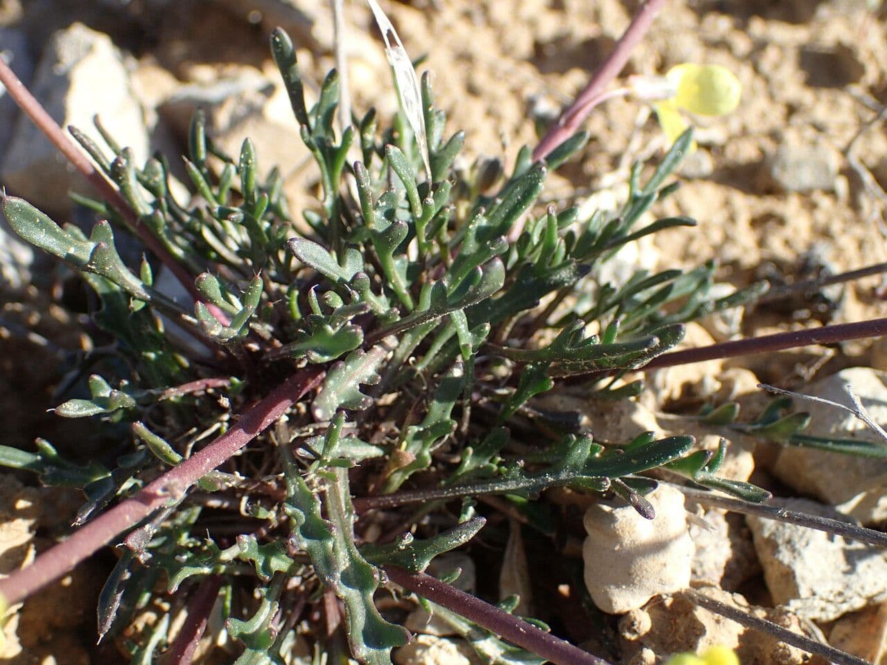 Brassica repanda 16