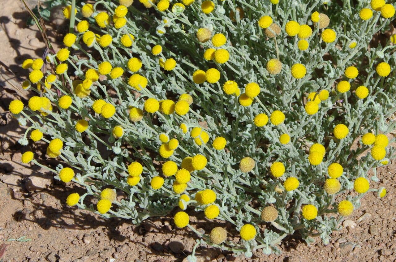 Brocchia 11