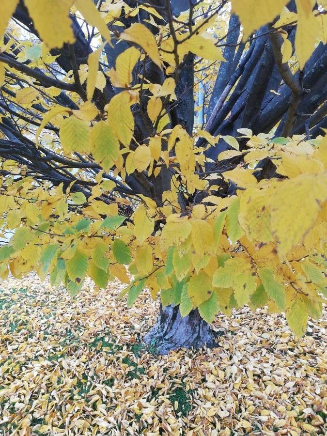 Abedul amarillo 14