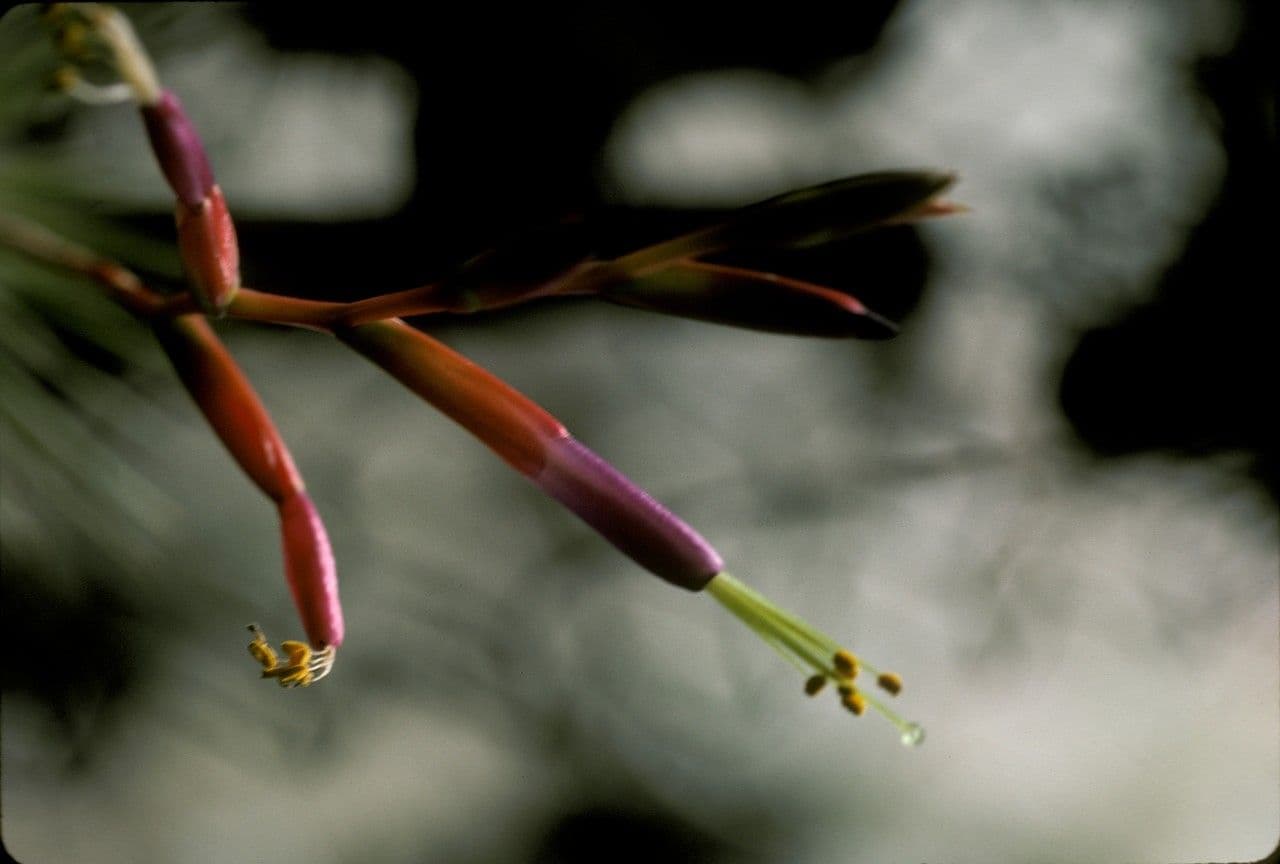 Tillandsia